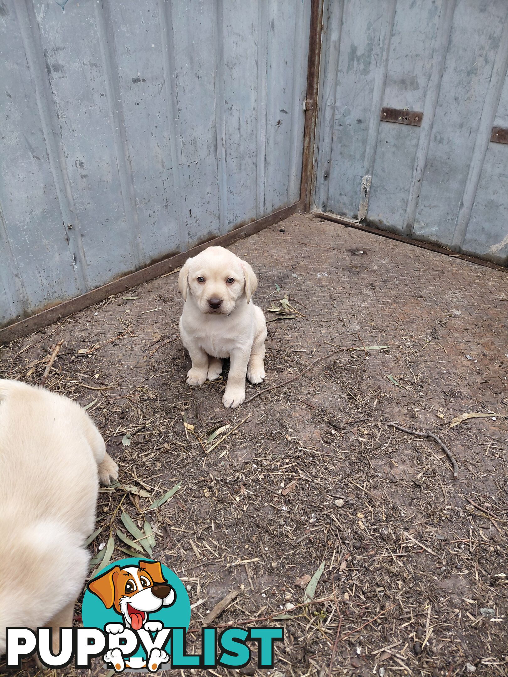 Labrador