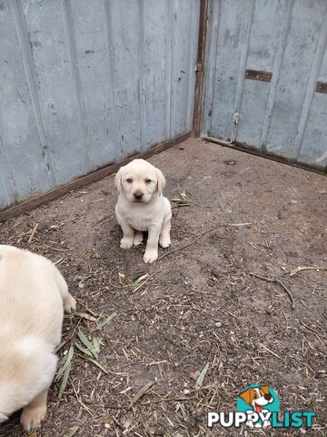 Labrador