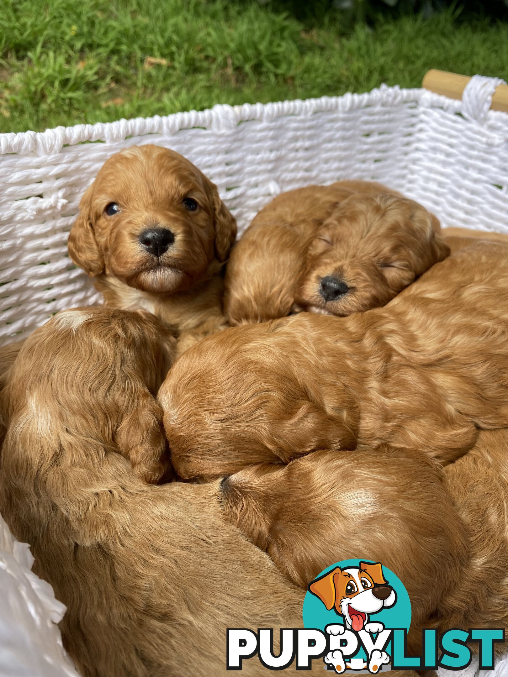 Spoodle Puppies - Ready on 3/2/25