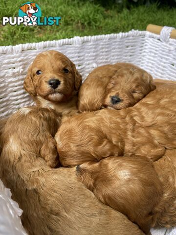 Spoodle Puppies - Ready on 3/2/25