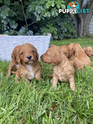 Spoodle Puppies - Ready on 3/2/25