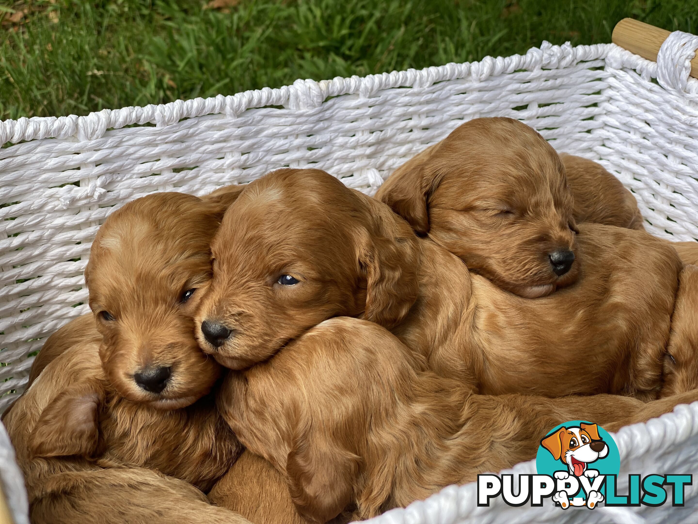 Spoodle Puppies - Ready on 3/2/25