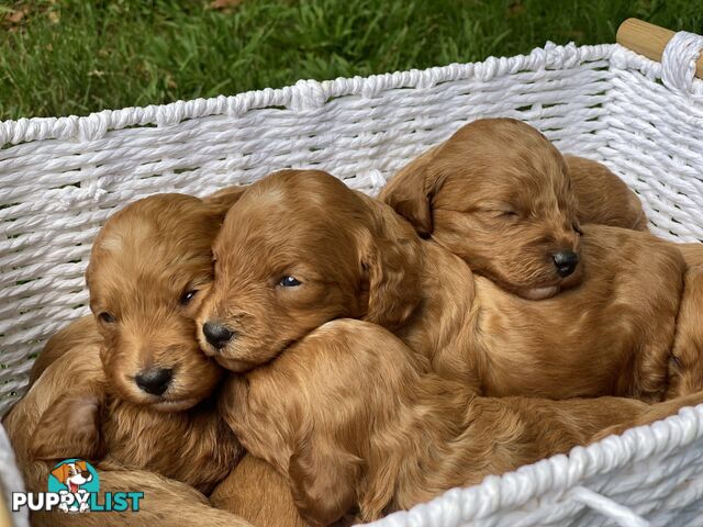 Spoodle Puppies - Ready on 3/2/25