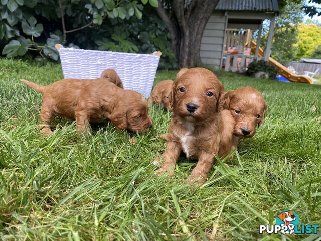 Spoodle Puppies - Ready on 3/2/25