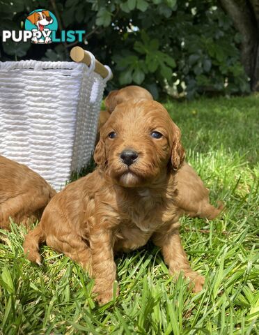 Spoodle Puppies - Ready on 3/2/25