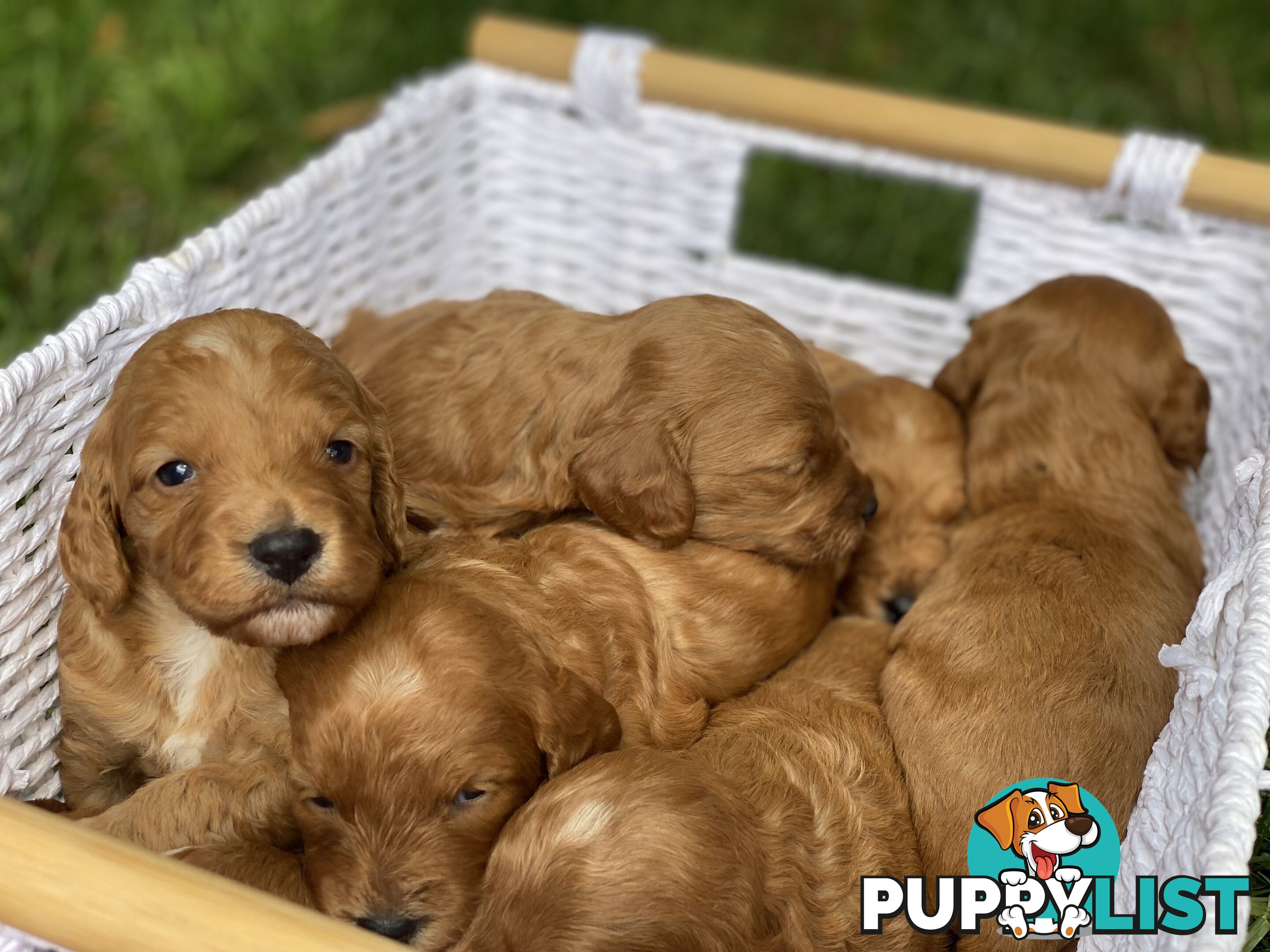 Spoodle Puppies - Ready on 3/2/25