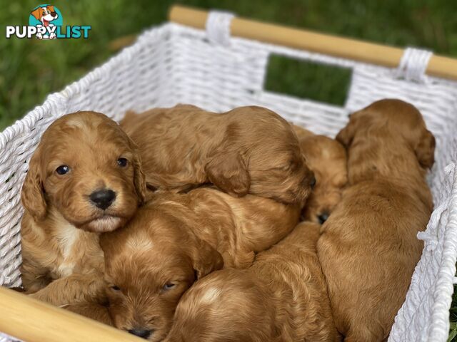 Spoodle Puppies - Ready on 3/2/25