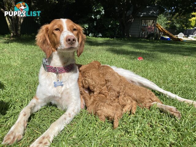 Spoodle Puppies - Ready on 3/2/25