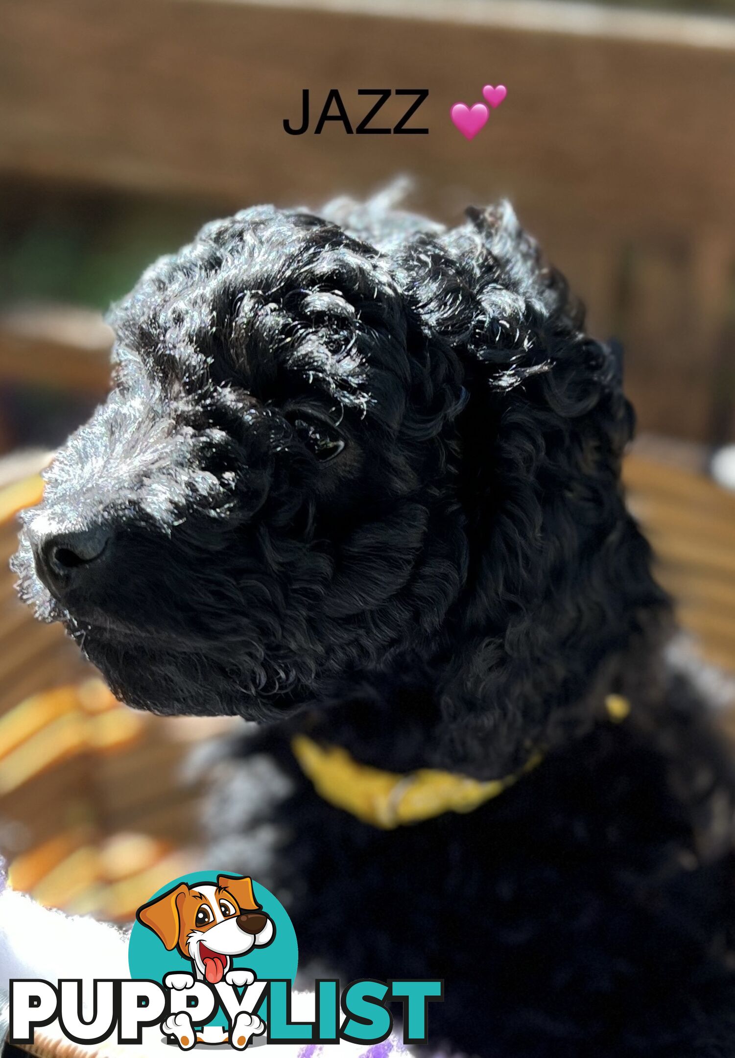 Beautiful Spoodle Babies Ready for Furever Homes