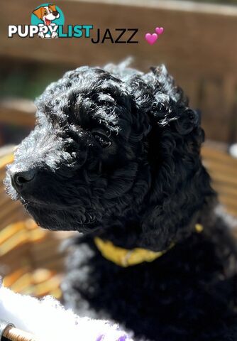 Beautiful Spoodle Babies Ready for Furever Homes