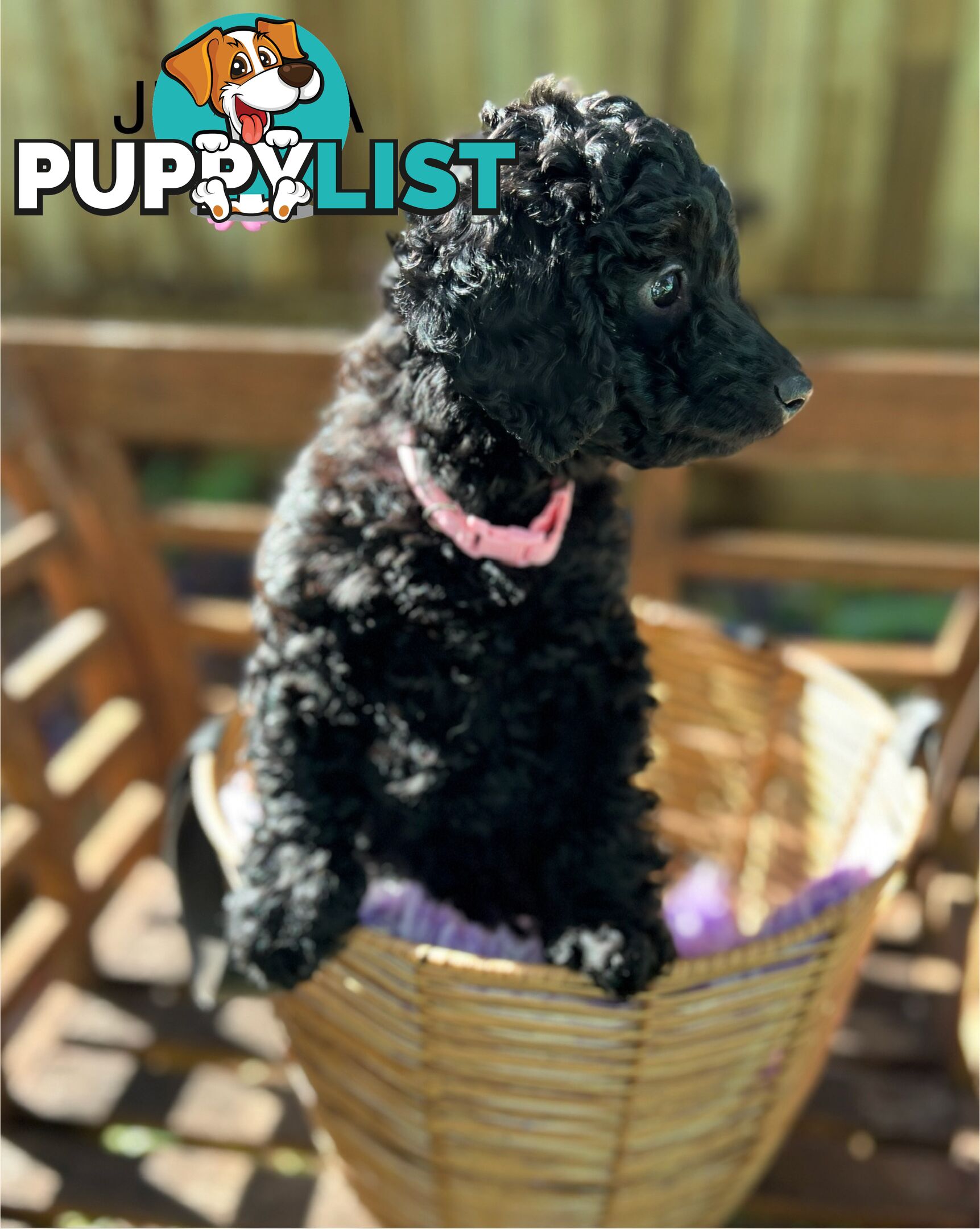 Beautiful Spoodle Babies Ready for Furever Homes