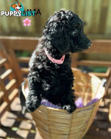 Beautiful Spoodle Babies Ready for Furever Homes