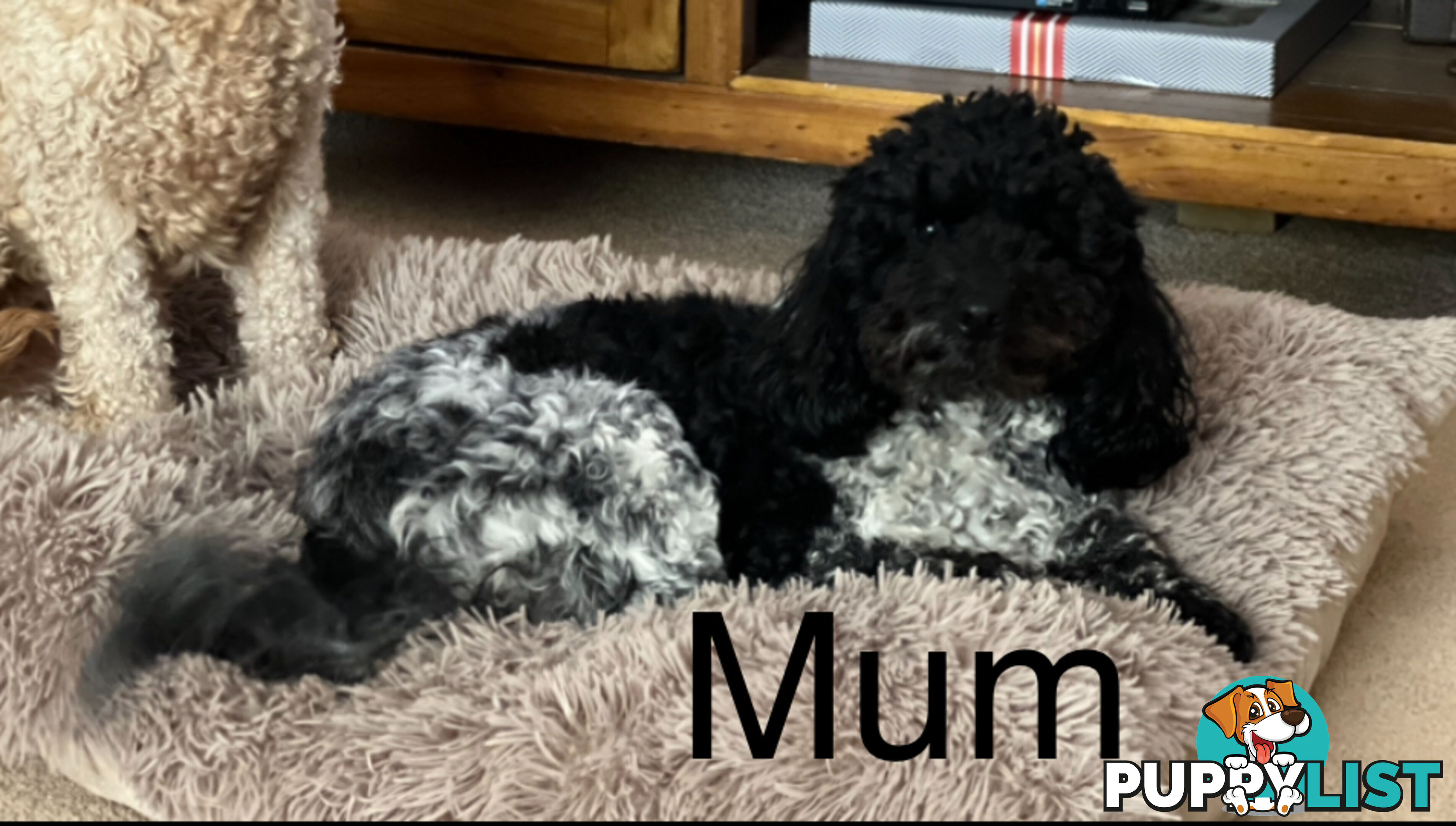 Beautiful Spoodle Babies Ready for Furever Homes
