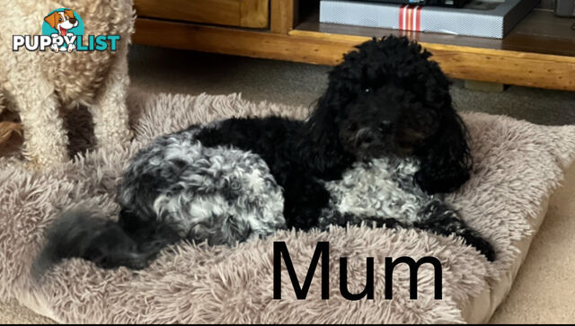 Beautiful Spoodle Babies Ready for Furever Homes