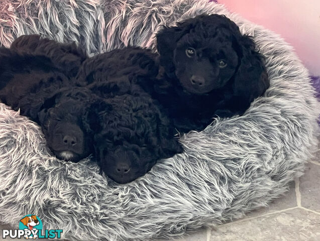 Beautiful Spoodle Babies Ready for Furever Homes