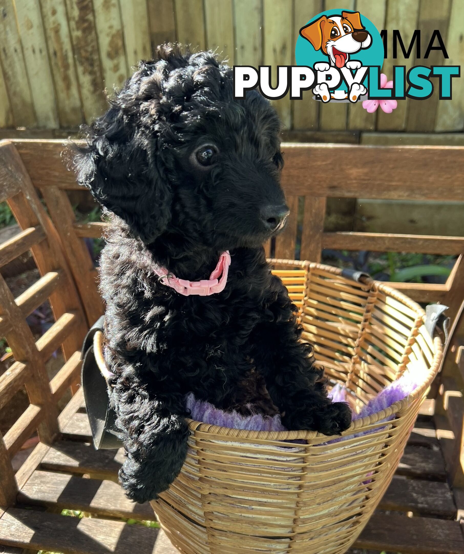 Beautiful Spoodle Babies Ready for Furever Homes