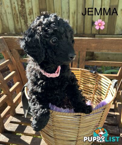 Beautiful Spoodle Babies Ready for Furever Homes