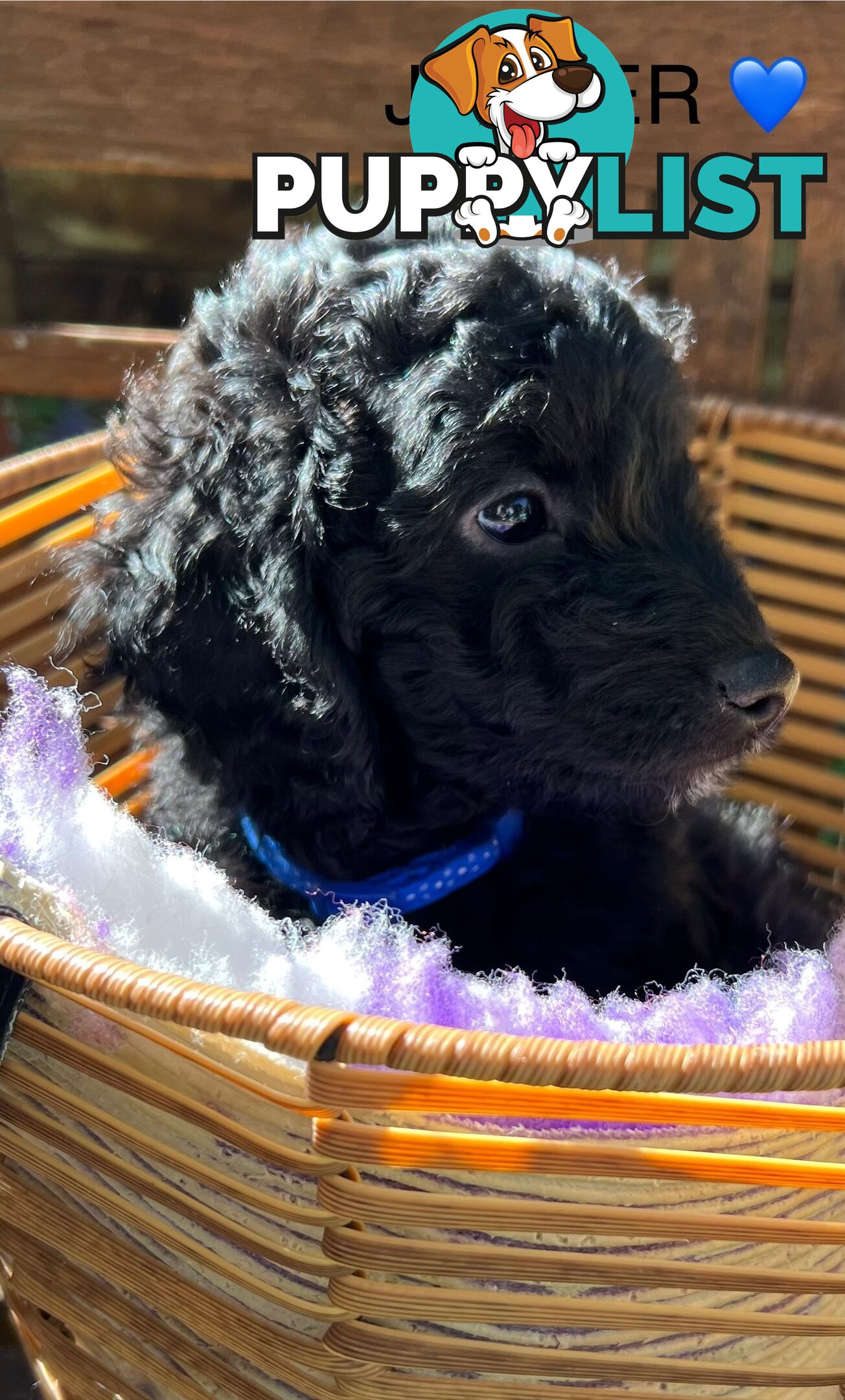 Beautiful Spoodle Babies Ready for Furever Homes