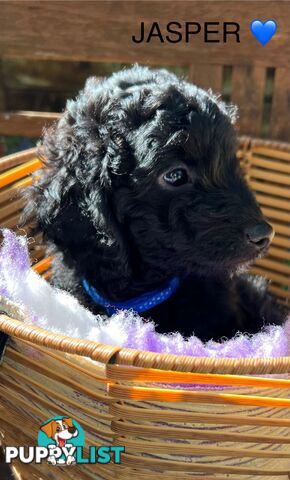 Beautiful Spoodle Babies Ready for Furever Homes