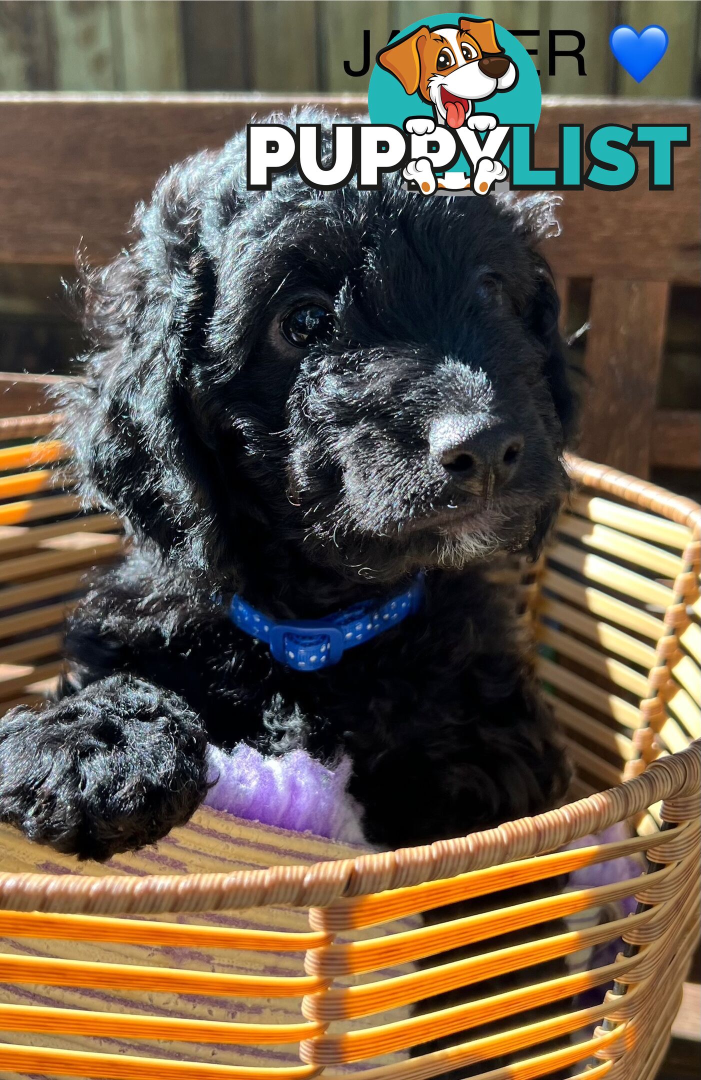 Beautiful Spoodle Babies Ready for Furever Homes