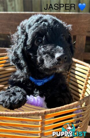 Beautiful Spoodle Babies Ready for Furever Homes