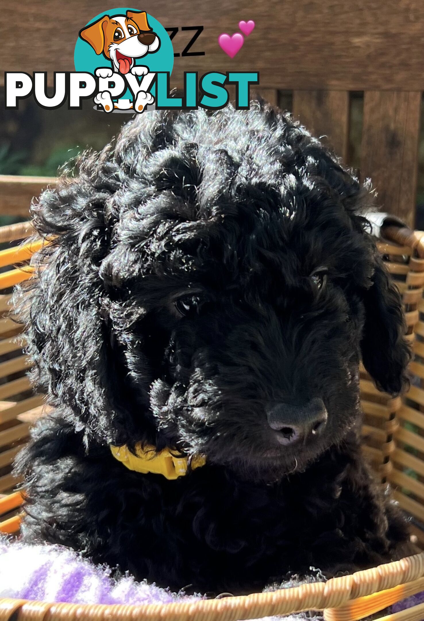 Beautiful Spoodle Babies Ready for Furever Homes