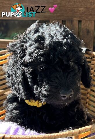 Beautiful Spoodle Babies Ready for Furever Homes
