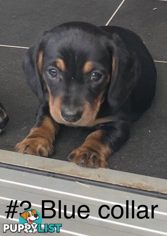 Male mini Dachshunds