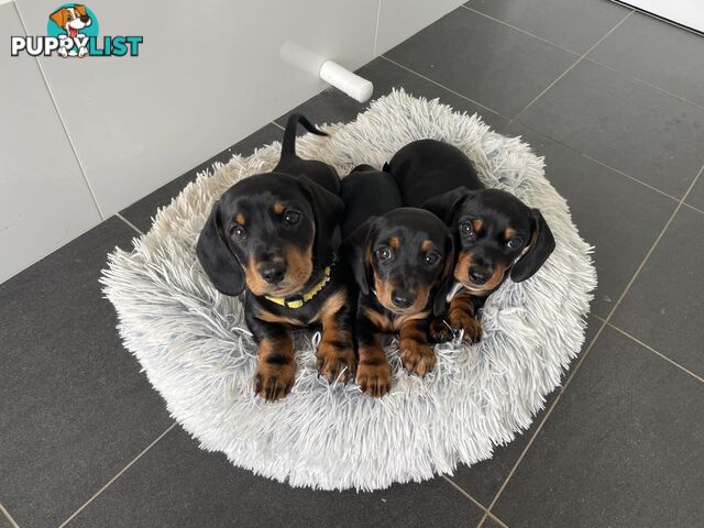 Male mini Dachshunds