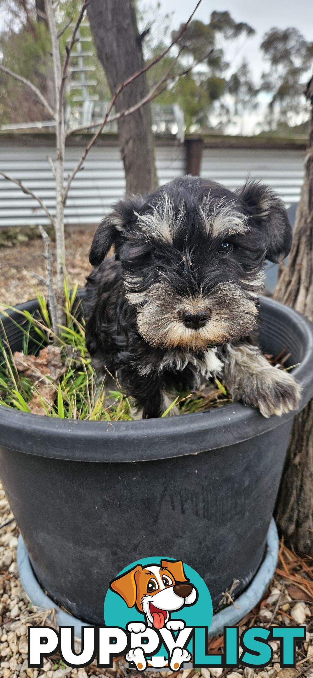 Miniature schnauzers