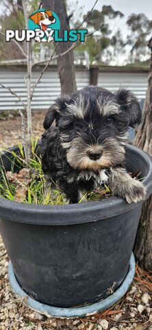 Miniature schnauzers
