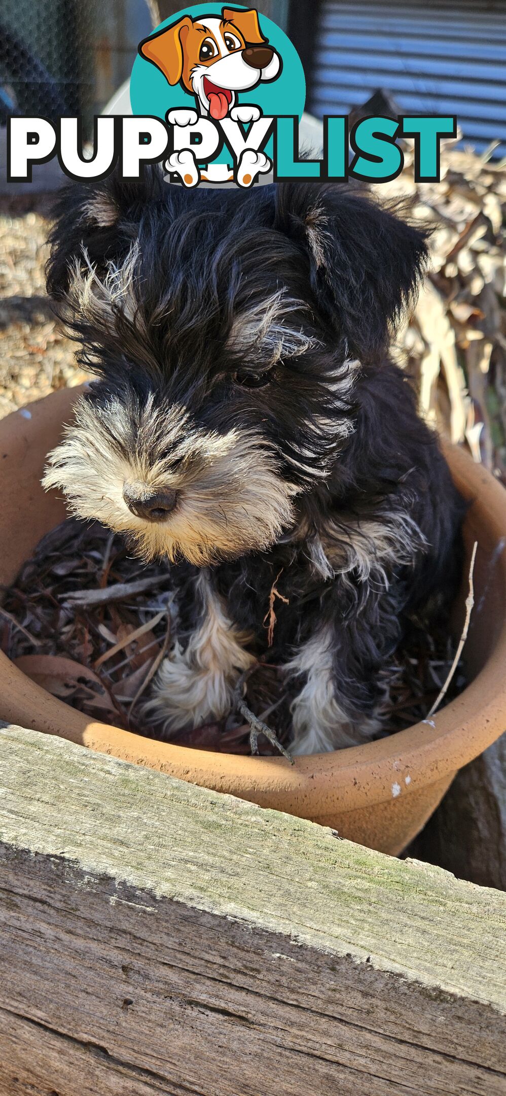 Miniature schnauzers