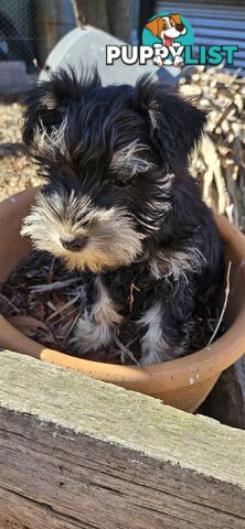 Miniature schnauzers