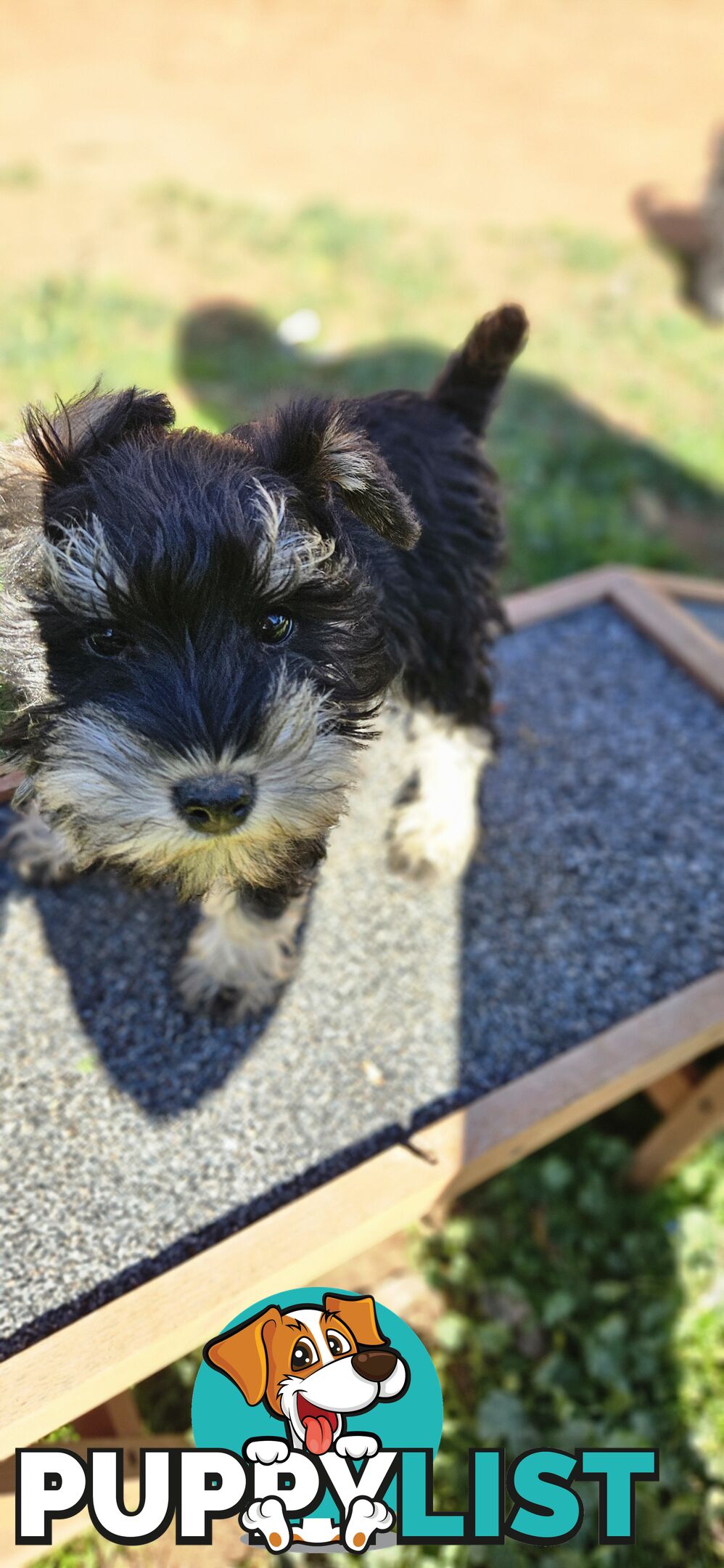 Miniature schnauzers