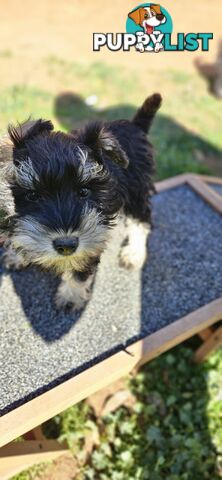 Miniature schnauzers