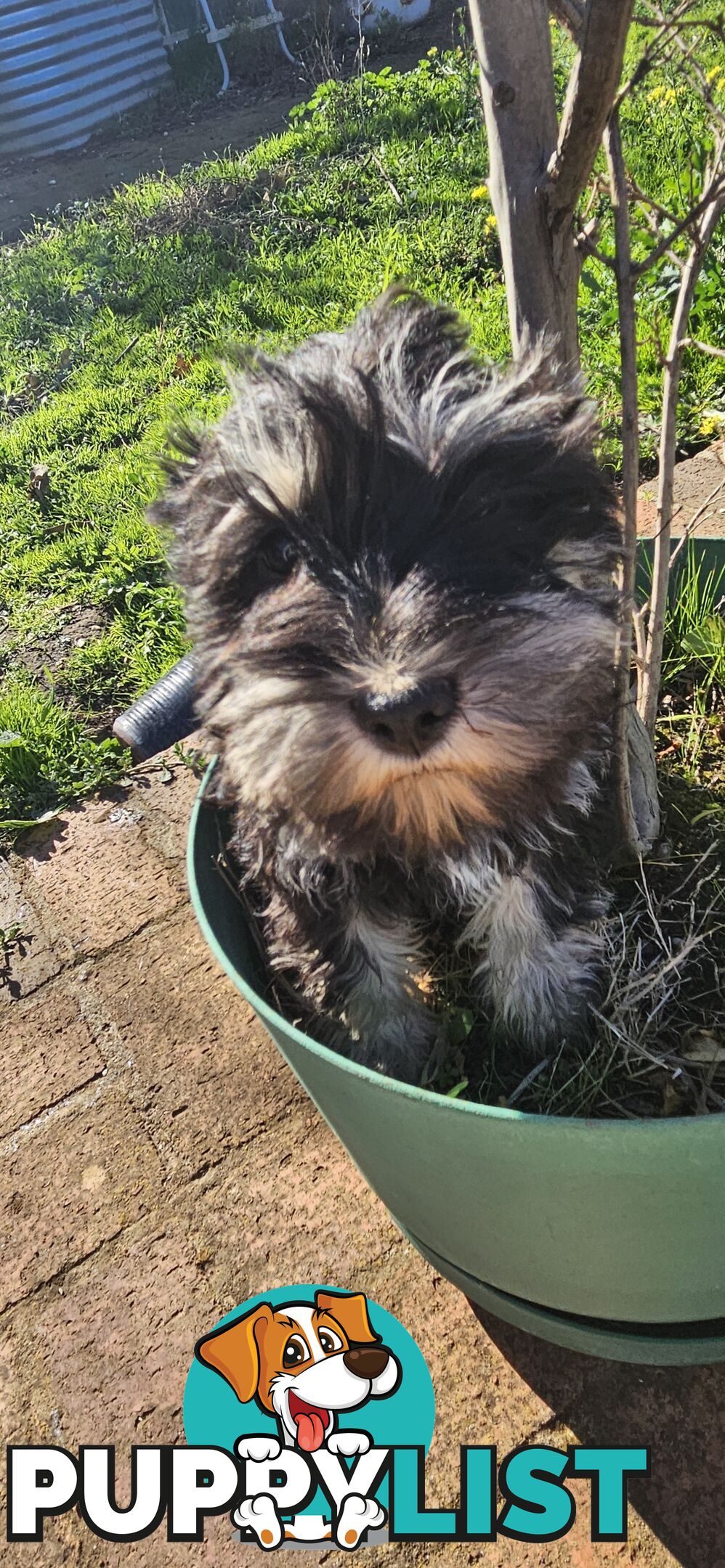 Miniature schnauzers