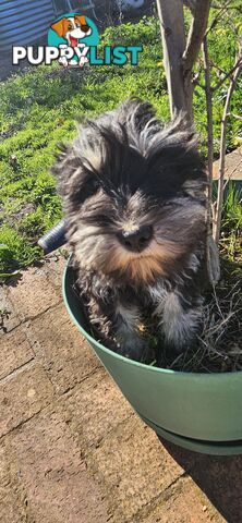 Miniature schnauzers