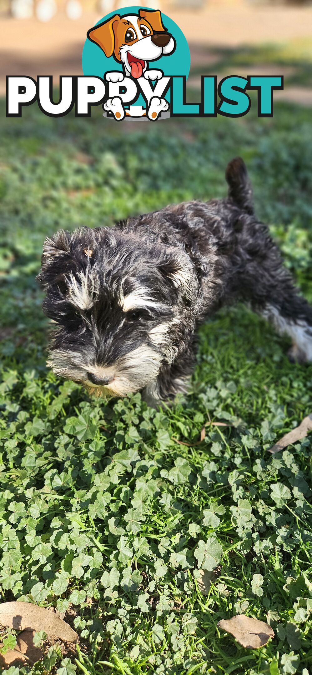 Miniature schnauzers