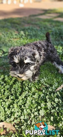 Miniature schnauzers