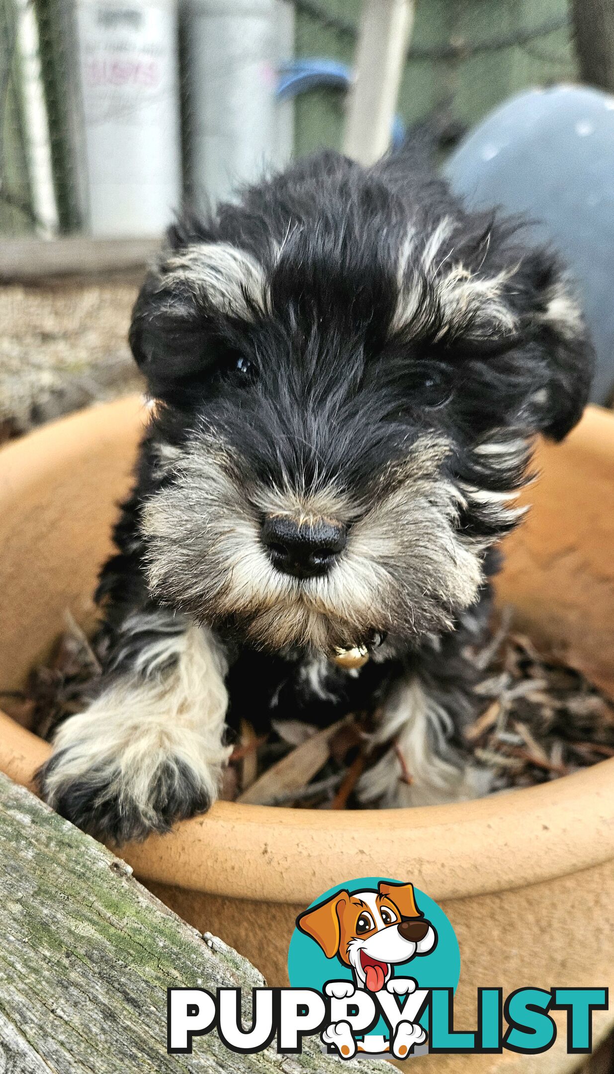 Miniature schnauzers