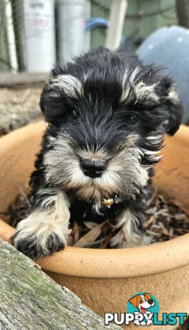 Miniature schnauzers