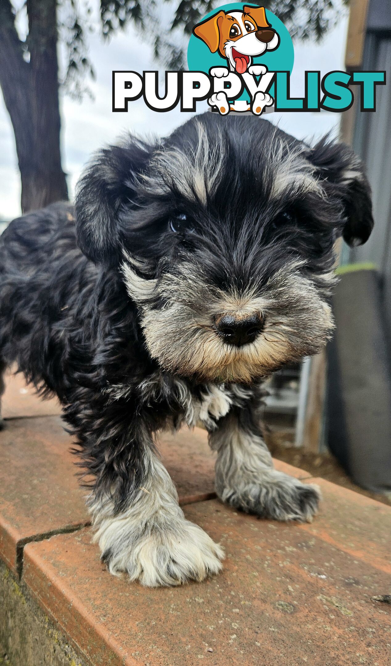Miniature schnauzers