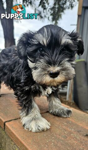 Miniature schnauzers