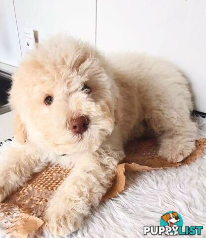Pure Lagotto Romagnolo puppies. Non shedding similar to a poodle, groodle, cavoodle