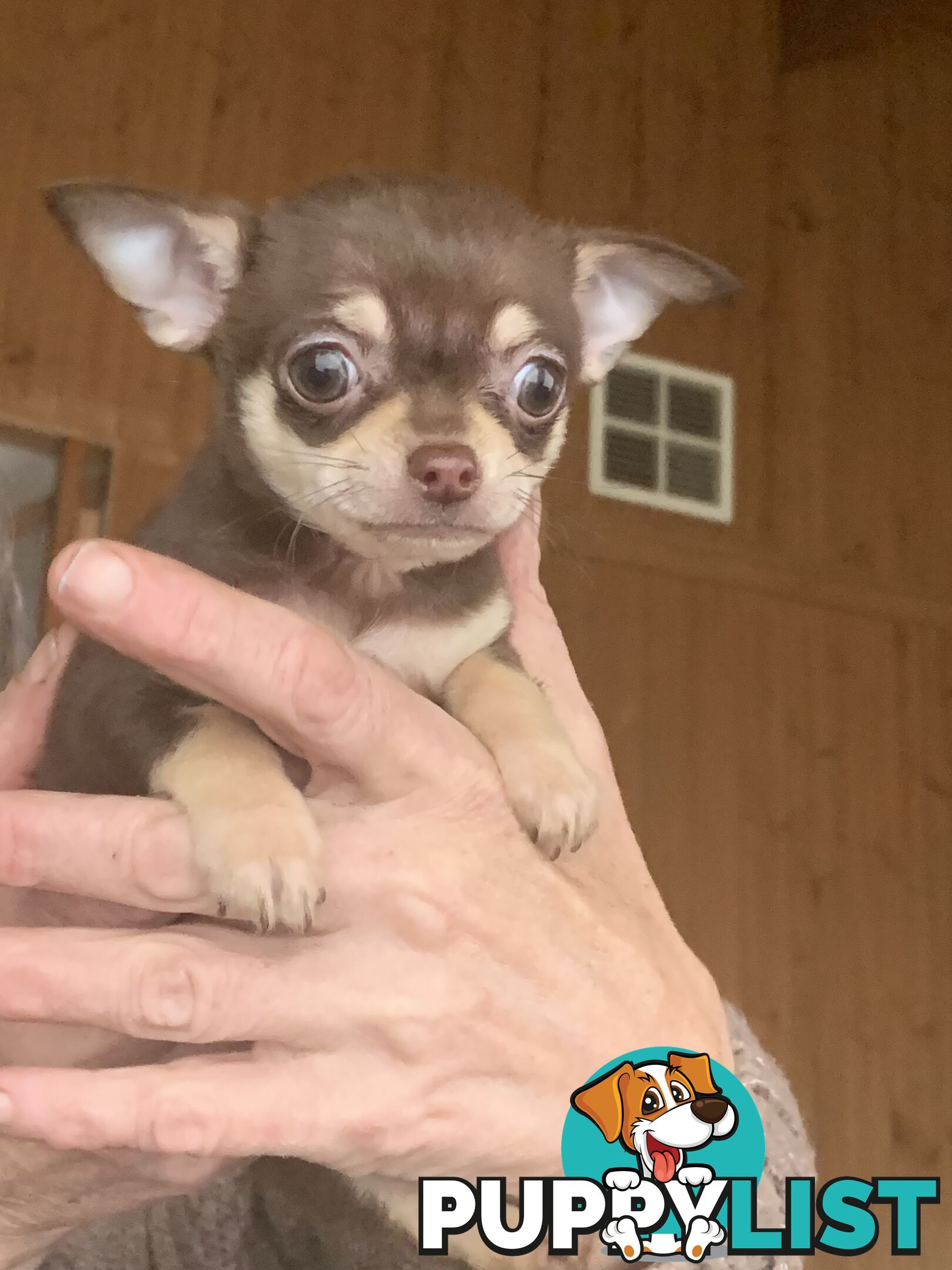 Beautifull pure bred Chihuahua pups