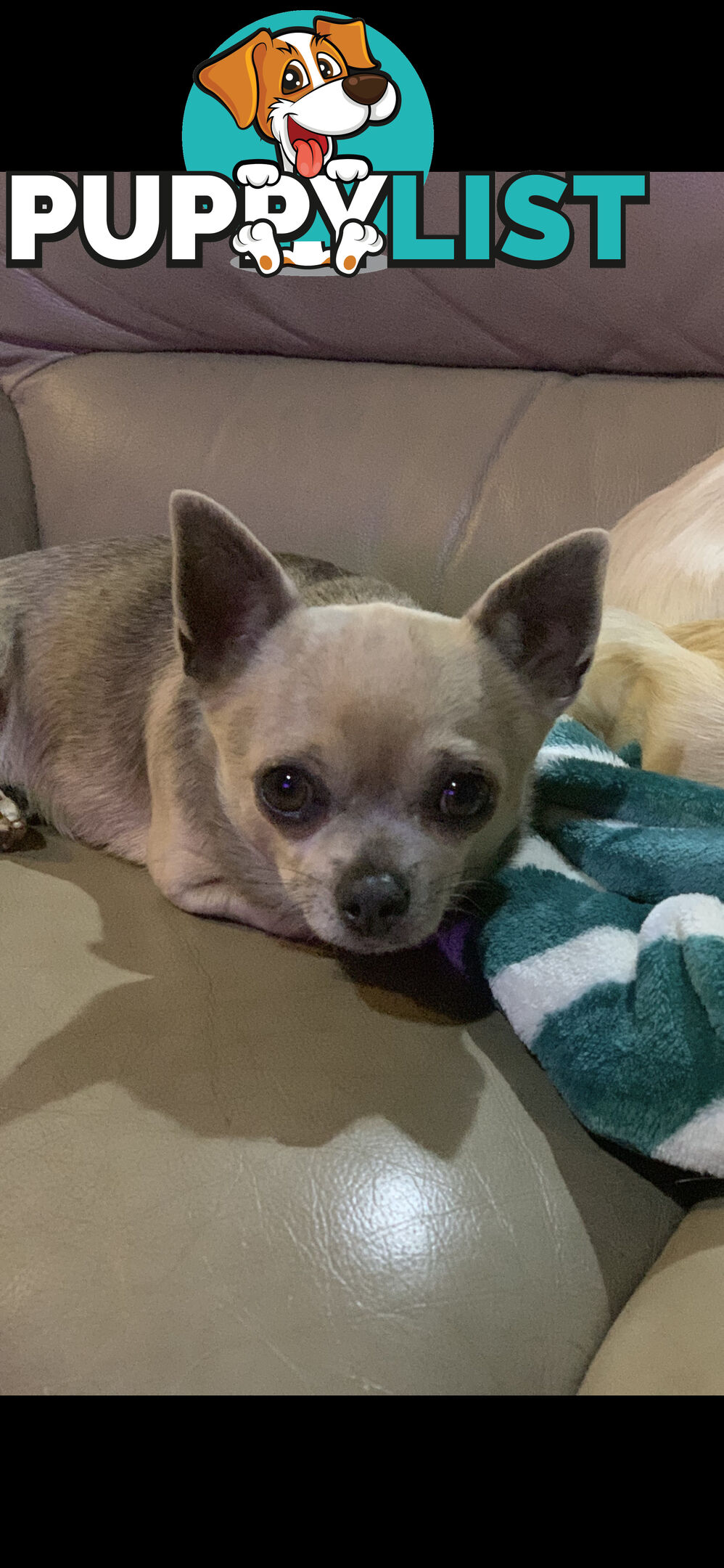 Beautifull pure bred Chihuahua pups