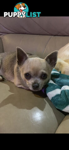 Beautifull pure bred Chihuahua pups