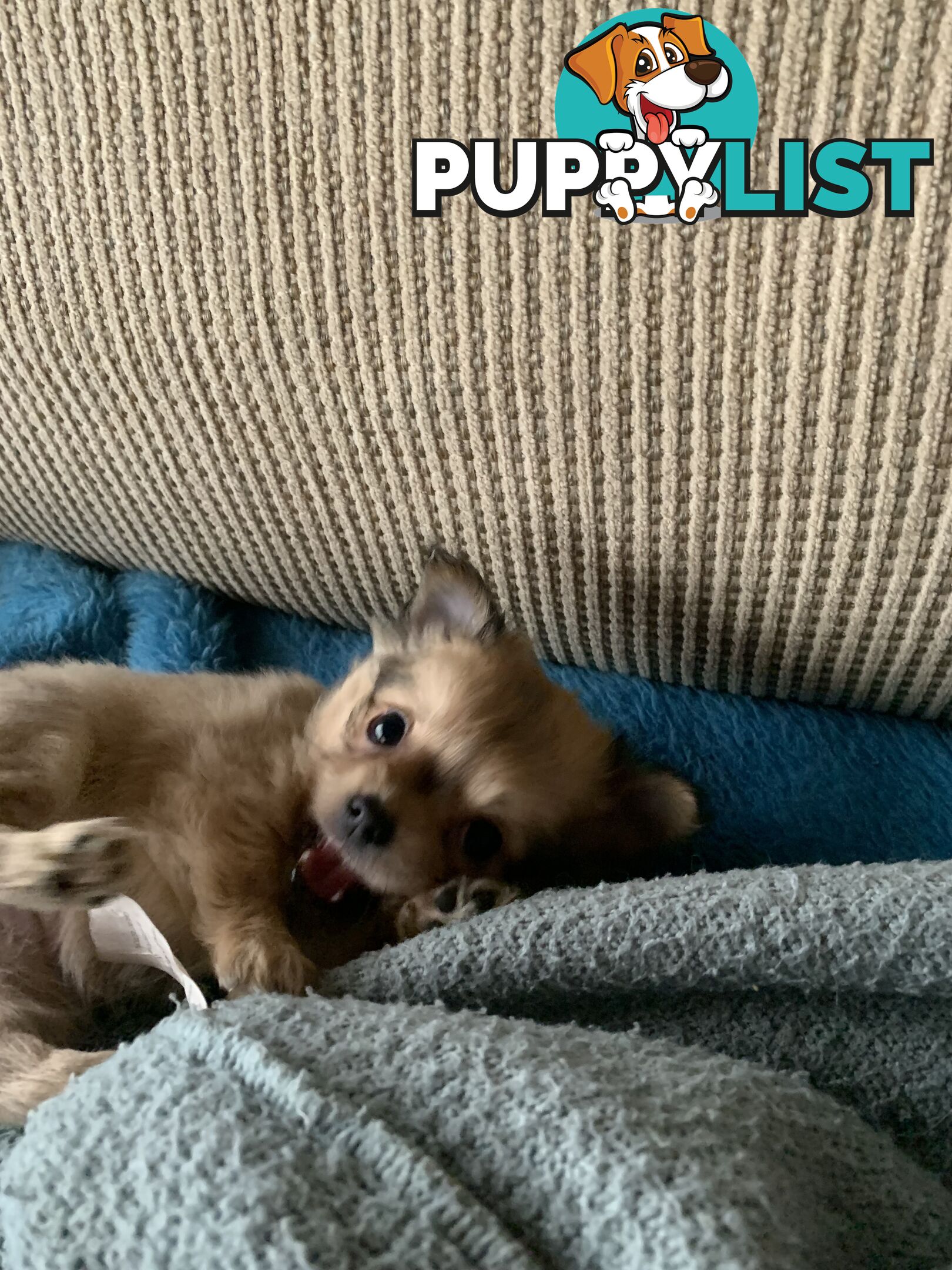 Beautifull pure bred Chihuahua pups