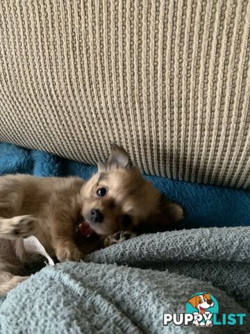 Beautifull pure bred Chihuahua pups