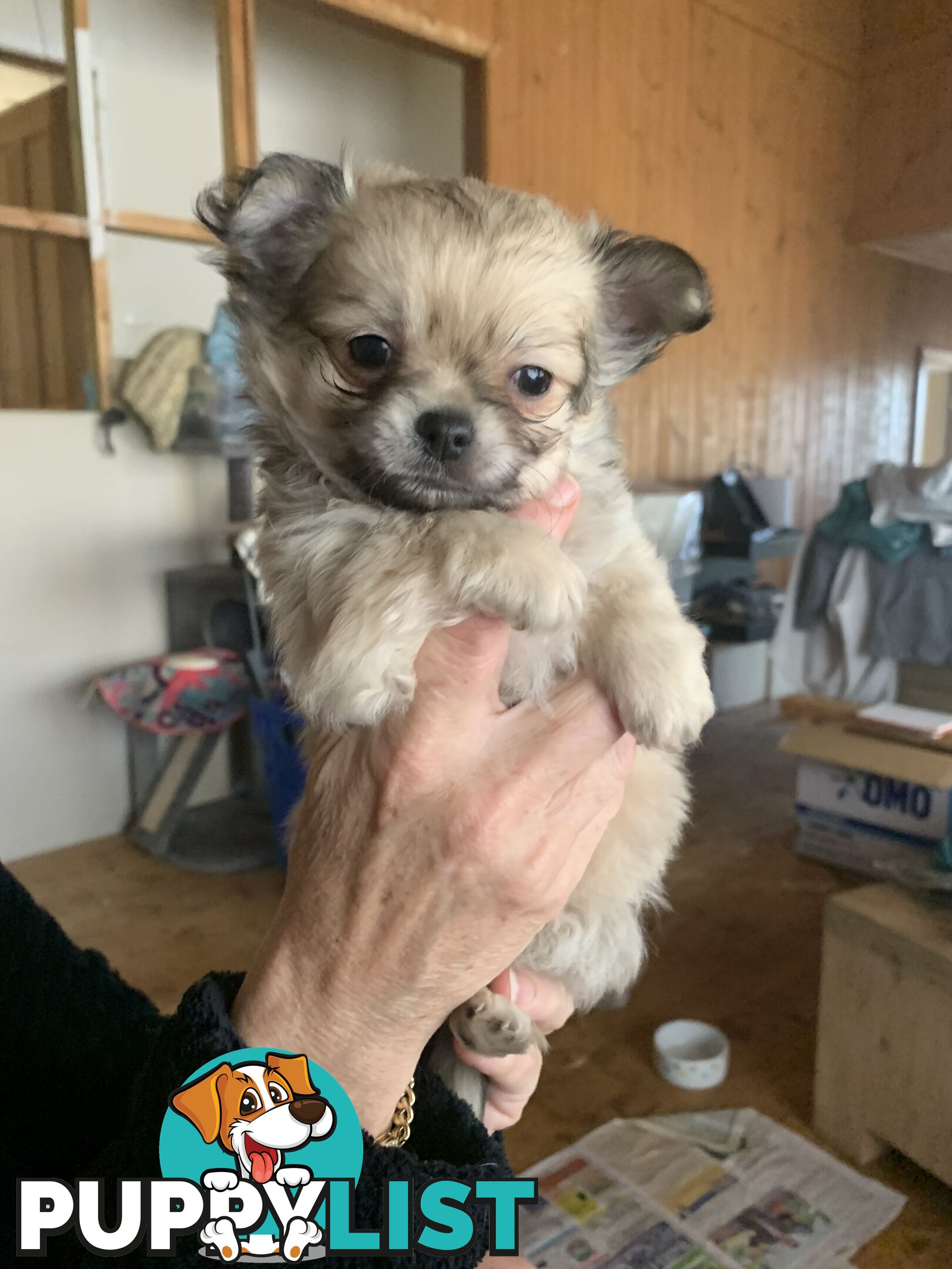 Beautifull pure bred Chihuahua pups